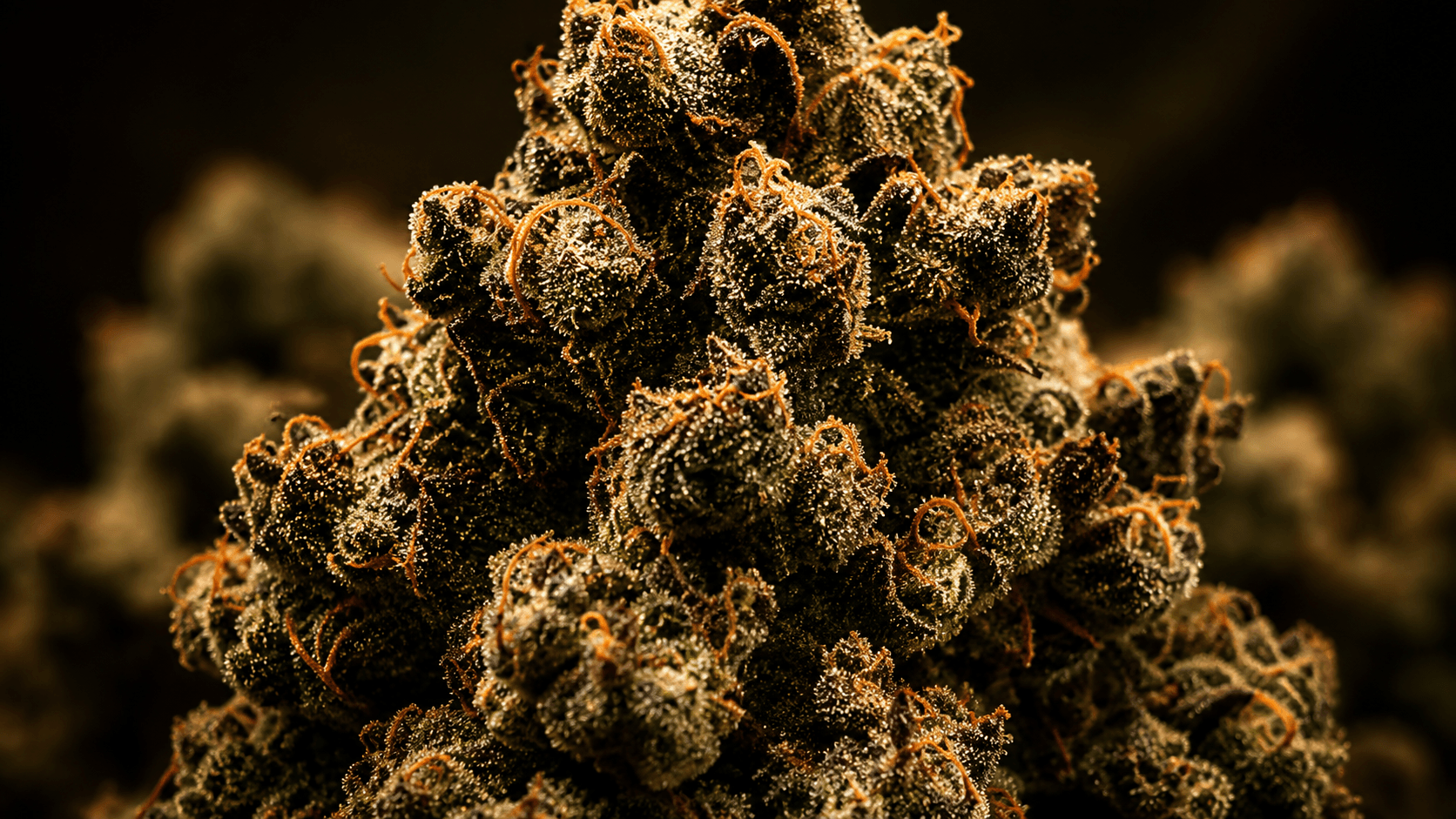 Selección premium de materia vegetal en ambiente oscuro